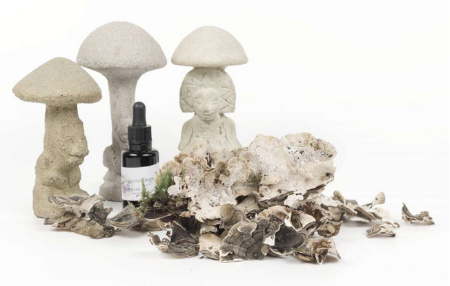 [TT-ES] Turkey Tail 1:1 Essence